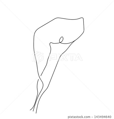 Calla lily flower Calla lily flower 143494640