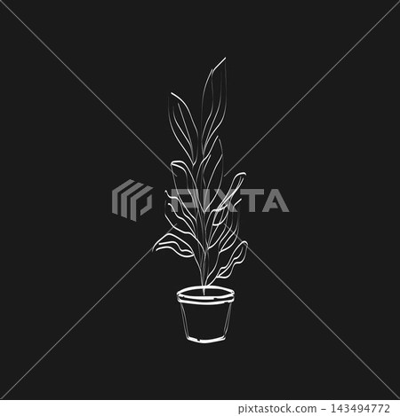 Ficus flower, plant in the pot Ficus flower, plant in the pot 143494772