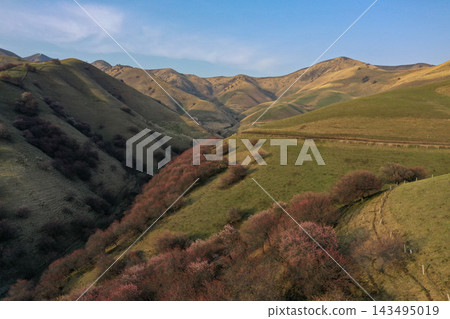 中國新疆維吾爾自治區山谷底部的鳥瞰圖,可以看到盛開的杏樹和圍欄。 中國新疆維吾爾自治區山谷底部的鳥瞰圖,可以看到盛開的杏樹和圍欄。 143495019