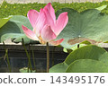 Pink lotus flowers blooming in the summer sun 143495176