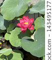 A vibrant pink lotus flower blooms surrounded by green lotus leaves. 143495177