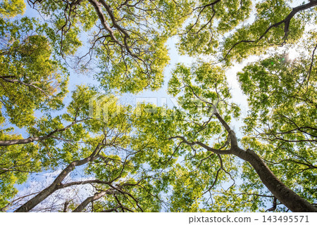 初夏森林:一片翠綠的樹冠 初夏森林:一片翠綠的樹冠 143495571