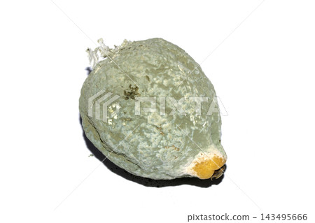 A mouldy ruined lemon fruit on white background A mouldy ruined lemon fruit on white background 143495666
