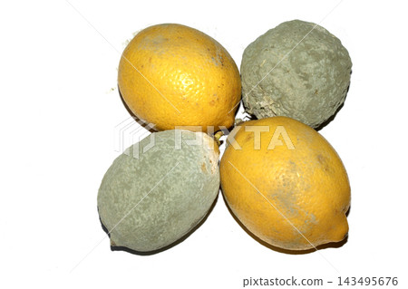 A mouldy ruined lemon fruit on white background A mouldy ruined lemon fruit on white background 143495676