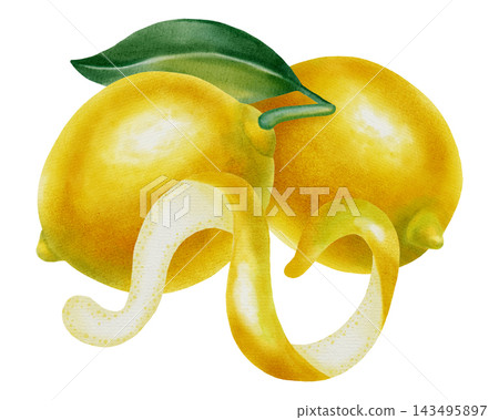 Lemon. Watercolor lemon compositions with whole fruits, slices and green leaves. Hand drawn botanical illustration isolated on white. Perfect for fabric, wallpaper, packaging, and kitchen decor, cafe Lemon. Watercolor lemon compositions with whole fruits, slices and green leaves. Hand drawn botanical illustration isolated on white. Perfect for fabric, wallpaper, packaging, and kitchen decor, cafe 143495897
