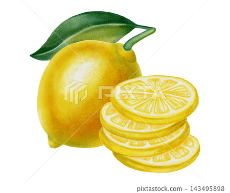 Lemon. Watercolor lemon compositions with whole fruits, slices and green leaves. Hand drawn botanical illustration isolated on white. Perfect for fabric, wallpaper, packaging, and kitchen decor, cafe  143495898