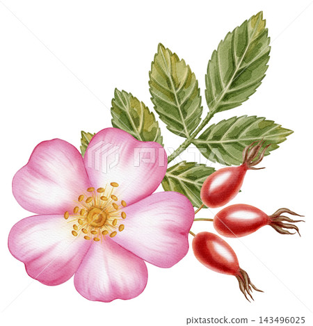 Watercolor illustration, botanical bouquet of pink wild rose flowers, red rosehip berries, and green leaves isolated on a white background. Ideal for product logos, posters, packaging, and textiles Watercolor illustration, botanical bouquet of pink wild rose flowers, red rosehip berries, and green leaves isolated on a white background. Ideal for product logos, posters, packaging, and textiles 143496025