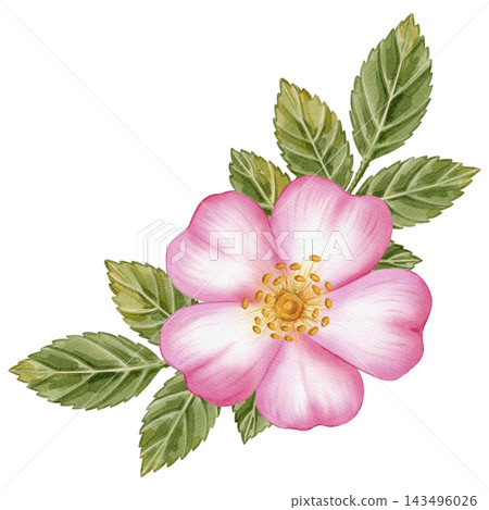 Watercolor illustration, botanical bouquet of pink wild rose flowers, red rosehip berries, and green leaves isolated on a white background. Ideal for product logos, posters, packaging, and textiles Watercolor illustration, botanical bouquet of pink wild rose flowers, red rosehip berries, and green leaves isolated on a white background. Ideal for product logos, posters, packaging, and textiles 143496026