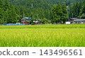 夏日里，新潟縣山區的一個鄉村景色，周圍環繞著鬱鬱蔥蔥的稻田和杉樹林。 143496561