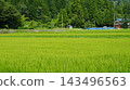 新潟縣山區，夏日鄉村景色，周圍環繞著鬱鬱蔥蔥的稻田和森林。 143496563