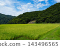 在碧空如洗的新潟縣碧山環繞下，夏日稻田和稻穗的景色徐徐展開。 143496565