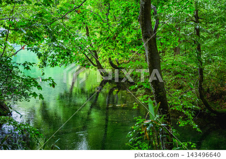 A light rain falls over Ryugakubo Pond [Tsunan Town, Nakauonuma District] 143496640