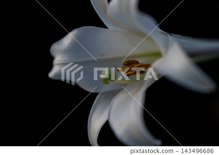 A macro photograph capturing the stamens and pistils of a white trumpet lily against a dark background. A macro photograph capturing the stamens and pistils of a white trumpet lily against a dark background. 143496686