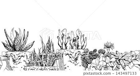Sansevieria, blooming lithops living stones, mixed crassula echeveria succulents in glazed clay pots. Seamless banner sketch hand drawn in ink vector. Sustainable branding, green lifestyle layouts. Sansevieria, blooming lithops living stones, mixed crassula echeveria succulents in glazed clay pots. Seamless banner sketch hand drawn in ink vector. Sustainable branding, green lifestyle layouts. 143497133