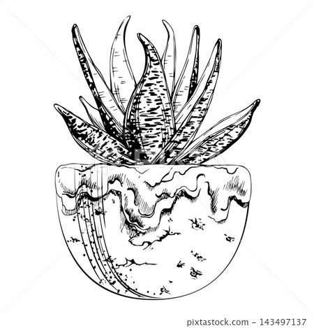 Snake plant sansevieria succulent, spotted aloe in rustic terracotta pottery cachepot. Hand drawn isolated vector line ink. Artisan candle wraps, eco brand campaigns, and botanical themed packaging. 143497137