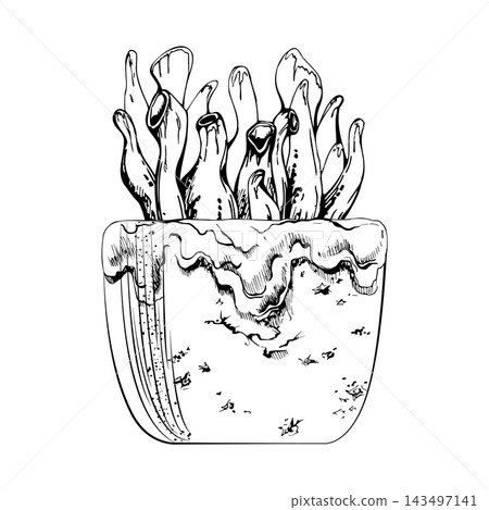Crassula ovata sprigs rising from glazed clay vessel with subtle raku texture. Detailed isolated vector illustration hand drawn in ink. Wellness apps, yoga platforms, sustainable product promotion. 143497141