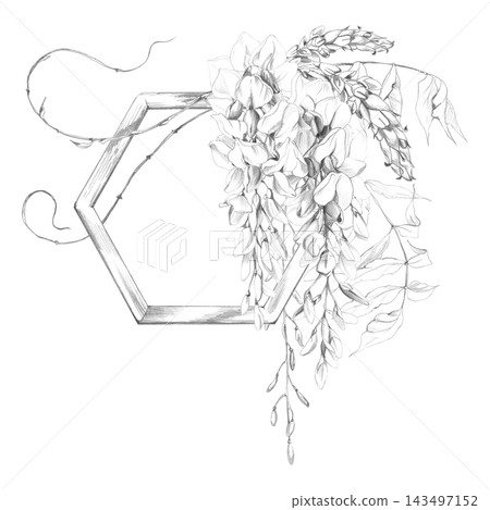 Blooming wisteria flowers, tendrils, feathered leaves climbing on wooden hexagon trellis frame. Hand drawn pencil illustration. Logo templates, wedding stationery, garden branding, product packaging. Blooming wisteria flowers, tendrils, feathered leaves climbing on wooden hexagon trellis frame. Hand drawn pencil illustration. Logo templates, wedding stationery, garden branding, product packaging. 143497152