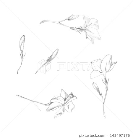 Jasmine, orange, gardenia blossoms with delicate petals, buds and thin stems. Hand drawn botanical illustration in graphite pencil. Floral stationery, perfume branding, greeting cards, textile design. Jasmine, orange, gardenia blossoms with delicate petals, buds and thin stems. Hand drawn botanical illustration in graphite pencil. Floral stationery, perfume branding, greeting cards, textile design. 143497176