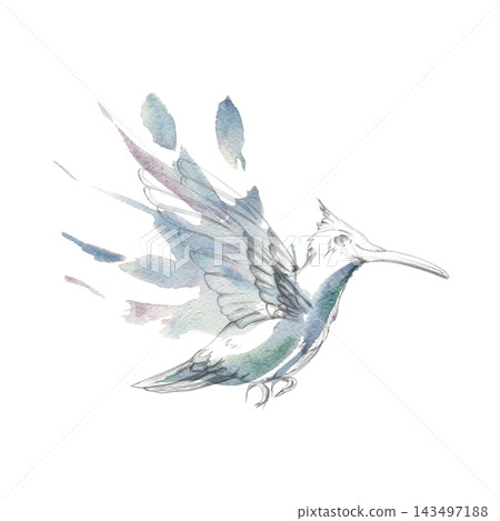 Elegant hummingbird in flight with dynamic wingbeat and delicate form, loose splashes for feathers. Pencil and watercolor illustration. Botanical collections, invitations, nature-themed branding. Elegant hummingbird in flight with dynamic wingbeat and delicate form, loose splashes for feathers. Pencil and watercolor illustration. Botanical collections, invitations, nature-themed branding. 143497188