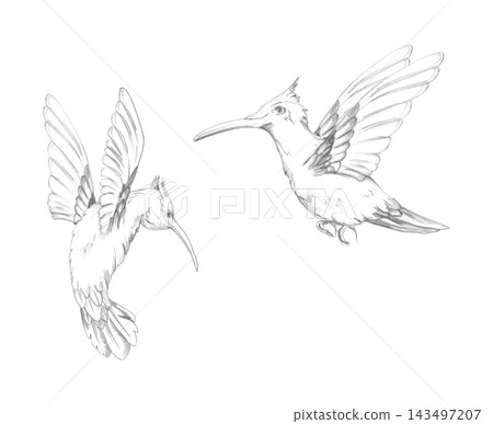 Flying hummingbird, exotic colibri bird with dynamic wing movement, elegant silhouette. Graphite pencil hand drawn artwork. Nature magazines, conservation materials, decorative prints, greeting cards. 143497207