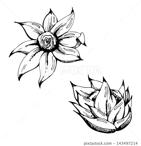 Araucaria branch segment, pewen kalanchoe echeveria succulent spiky rosette, tropical plants. Illustration hand drawn in vector ink. Botanical education, evergreen branding, winter decor visuals. 143497214