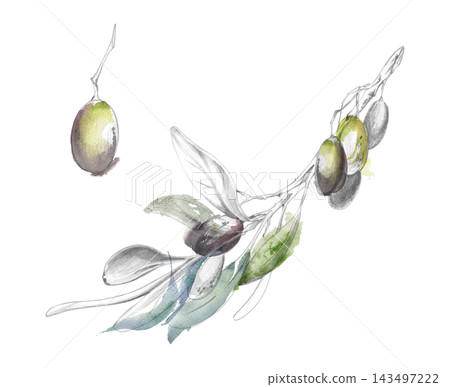 Olive branch with ripe fruit and soft blue green foliage. Hand drawn pencil and watercolor washes illustration. Botanical publications, gourmet advertising, Mediterranean farm branding, kitchen decor Olive branch with ripe fruit and soft blue green foliage. Hand drawn pencil and watercolor washes illustration. Botanical publications, gourmet advertising, Mediterranean farm branding, kitchen decor 143497222