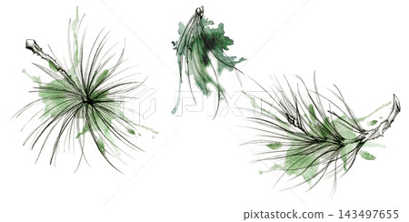 Pine, fir tree, spruce conifer branch soft needle foliage, nature botanical illustration hand drawn in pencil outline and watercolor wash, splashes. Holiday labels, stationery sets, scrapbook pages 143497655