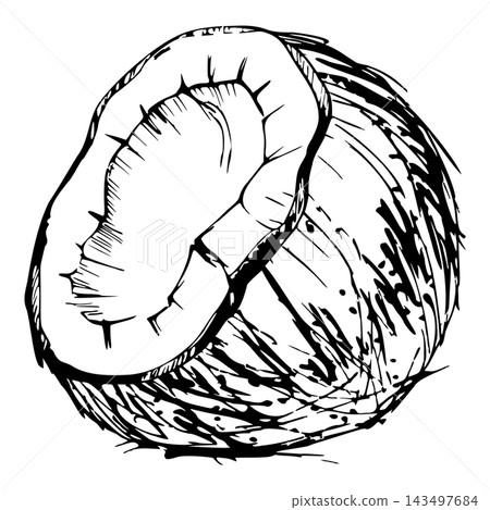 Half broken coconut with white pulp, hairy textured exotic palm nut shell. Isolated vector illustration hand drawn in ink. Dessert topping charts, tiki bar, spa drink menus, tropical cooking guides. 143497684
