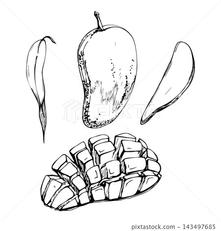 Fresh mango exotic fruit whole, cut pieces and diced cubes, narrow willow leaves. Hand drawn ink vector isolated illustration. Smoothie instruction charts, juice menu inserts, fruit crate stickers. Fresh mango exotic fruit whole, cut pieces and diced cubes, narrow willow leaves. Hand drawn ink vector isolated illustration. Smoothie instruction charts, juice menu inserts, fruit crate stickers. 143497685