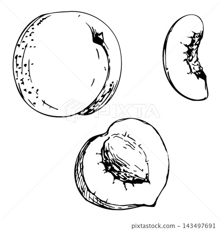 Peach, nectarine and apricot fruit assortment whole, halved and cut slices. Isolated ink illustration, hand drawn vector clipart. Orchard promo cards, preserve jar labels, dessert cookbook visuals. Peach, nectarine and apricot fruit assortment whole, halved and cut slices. Isolated ink illustration, hand drawn vector clipart. Orchard promo cards, preserve jar labels, dessert cookbook visuals. 143497691