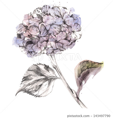 Hydrangea flower cluster, rhododendron pompom head on curved stem with leaves. Botanical hand drawn art with expressive watercolor bleeds and pencil linework. Wedding favors, romantic story templates 143497790