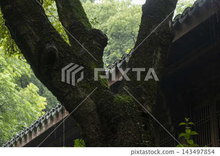 Moss-covered ancient tree trunk in front of traditional Chinese architecture on a rainy day Moss-covered ancient tree trunk in front of traditional Chinese architecture on a rainy day 143497854