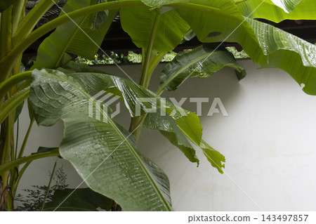 Lush green banana leaves with raindrops in front of a white wall in a traditional Chinese courtyard Lush green banana leaves with raindrops in front of a white wall in a traditional Chinese courtyard 143497857