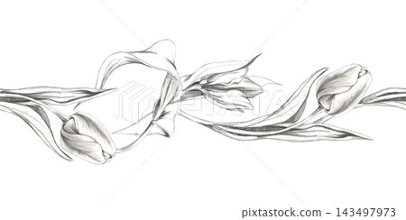 Spring tulip flowers, leaves in a flowing row. Isolated illustration hand drawn with delicate pencil lines. Seamless floral banner for wedding headers, stationery borders, handmade gifts packaging Spring tulip flowers, leaves in a flowing row. Isolated illustration hand drawn with delicate pencil lines. Seamless floral banner for wedding headers, stationery borders, handmade gifts packaging 143497973