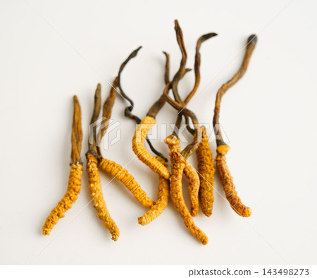 Cordyceps sinensis or Ophiocordyceps sinensis isolated on white background, mushroom herb treatment medicine. 143498273