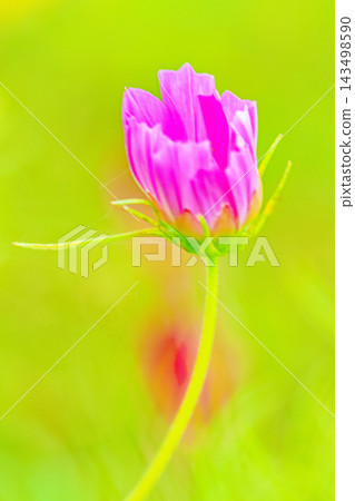 屋子周圍鮮花盛開,四季各異。公園花園裡,美麗的彩色波斯菊在秋風中搖曳。 屋子周圍鮮花盛開,四季各異。公園花園裡,美麗的彩色波斯菊在秋風中搖曳。 143498590