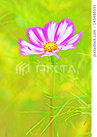 屋子周圍鮮花盛開,四季各異。公園花園裡,美麗的彩色波斯菊在秋風中搖曳。 屋子周圍鮮花盛開,四季各異。公園花園裡,美麗的彩色波斯菊在秋風中搖曳。 143498591