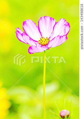 屋子周圍鮮花盛開,四季各異。公園花園裡,美麗的彩色波斯菊在秋風中搖曳。 屋子周圍鮮花盛開,四季各異。公園花園裡,美麗的彩色波斯菊在秋風中搖曳。 143498618
