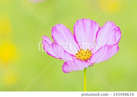 屋子周圍鮮花盛開,四季各異。公園花園裡,美麗的彩色波斯菊在秋風中搖曳。 屋子周圍鮮花盛開,四季各異。公園花園裡,美麗的彩色波斯菊在秋風中搖曳。 143498619