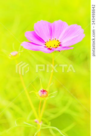 屋子周圍鮮花盛開,四季各異。公園花園裡,美麗的彩色波斯菊在秋風中搖曳。 屋子周圍鮮花盛開,四季各異。公園花園裡,美麗的彩色波斯菊在秋風中搖曳。 143498642