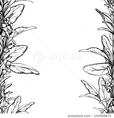 Oregano, marjoram and sage sprouts, young culinary plants and aromatic seasoning foliage. Isolated hand drawn vector ink seamless banner. Lifestyle media, cooking resources, digital content. Oregano, marjoram and sage sprouts, young culinary plants and aromatic seasoning foliage. Isolated hand drawn vector ink seamless banner. Lifestyle media, cooking resources, digital content. 143498673