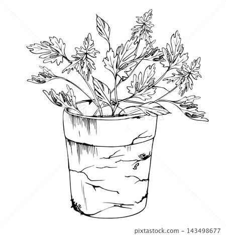 Terracotta cracked weathered pot of parsley, celery, cilantro aromatic Mediterranean kitchen herbs, fresh edible foliage and homegrown seasoning plants. Isolated hand drawn vector ink illustration. Terracotta cracked weathered pot of parsley, celery, cilantro aromatic Mediterranean kitchen herbs, fresh edible foliage and homegrown seasoning plants. Isolated hand drawn vector ink illustration. 143498677