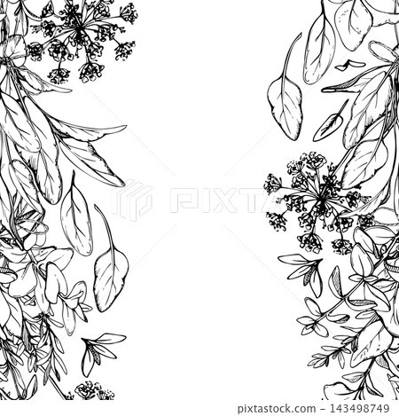 Dill flowers, thyme sprouts, oregano and sage leaves, culinary plants and home garden seasonings with delicate botanical forms. Isolated hand drawn vector ink seamless banner. Natural living resources Dill flowers, thyme sprouts, oregano and sage leaves, culinary plants and home garden seasonings with delicate botanical forms. Isolated hand drawn vector ink seamless banner. Natural living resources 143498749