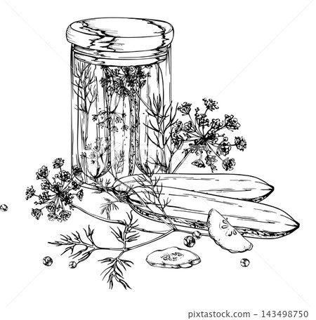 Glass jar of cucumber pickles with dill and peppercorns, preserved vegetables, aromatic herbs and rustic pantry ingredients. Isolated hand drawn vector ink illustration. Culinary school materials Glass jar of cucumber pickles with dill and peppercorns, preserved vegetables, aromatic herbs and rustic pantry ingredients. Isolated hand drawn vector ink illustration. Culinary school materials 143498750