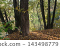 A large tree trunk with fallen autumn leaves in a forest near a lake. 143498779