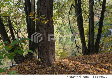 A large tree trunk with fallen autumn leaves in a forest near a lake. A large tree trunk with fallen autumn leaves in a forest near a lake. 143498779