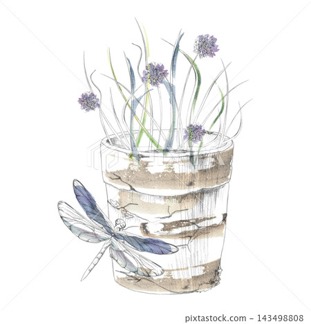 Dragonfly on potted chives, allium herbs fresh edible plants, seasoning crops kitchen garden. Isolated hand drawn pencil and watercolor illustration. Cooking education, food culture, culinary events Dragonfly on potted chives, allium herbs fresh edible plants, seasoning crops kitchen garden. Isolated hand drawn pencil and watercolor illustration. Cooking education, food culture, culinary events 143498808