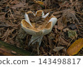 A mushroom growing on the forest floor among fallen leaves. 143498817