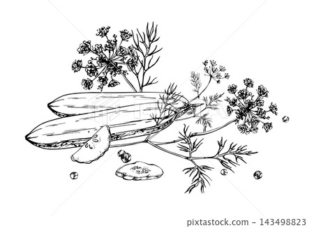 Dill and peppercorns on cucumber slices pickling ingredients. Gourd vegetables, aromatic herbs, traditional preserving spices. Isolated hand drawn vector ink illustration. Seasoning blends, jar labels Dill and peppercorns on cucumber slices pickling ingredients. Gourd vegetables, aromatic herbs, traditional preserving spices. Isolated hand drawn vector ink illustration. Seasoning blends, jar labels 143498823