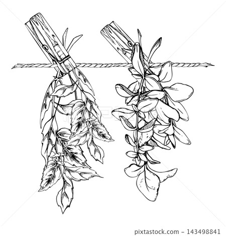 Rustic rope hung with drying herb bunches on wooden clothespins. Basil, sage, marjoram and oregano sprigs, Mediterranean seasonings. Isolated hand drawn vector ink illustration. Artisan food makers Rustic rope hung with drying herb bunches on wooden clothespins. Basil, sage, marjoram and oregano sprigs, Mediterranean seasonings. Isolated hand drawn vector ink illustration. Artisan food makers 143498841